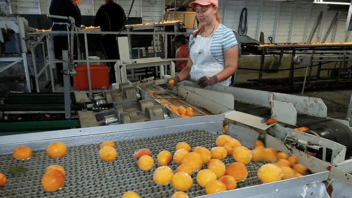 A factory worker sorting fruits.