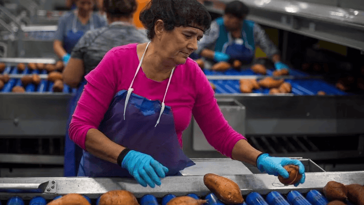 A factory worker sorting sweet potatoes.